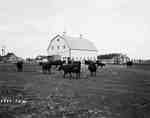 Cattle Outside of a Barn