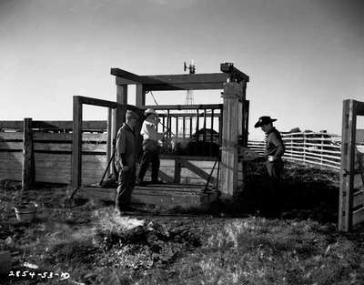 Branding Cattle, Calgary, AB