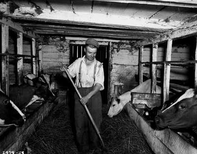 Tending Cattle, Curran, ON