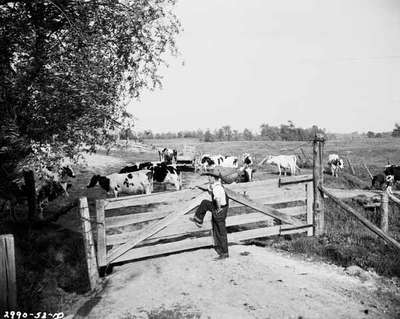 Unidentified Man Look at Cattle