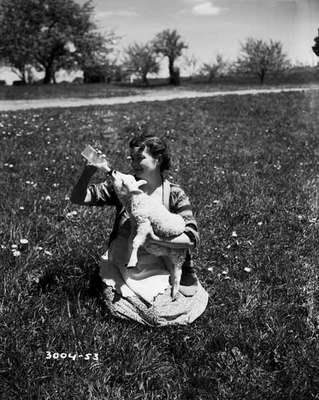 Bottle Feeding a Lamb, Renfrew, ON