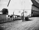 Man Walking by Cows with Milk Cans in Wagon