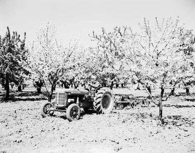 Unidentified Man Driving a Tractor Through an Orchard, St. Catharines, ON