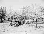 Unidentified Man Driving a Tractor Through an Orchard, St. Catharines, ON
