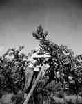 Unidentified Woman Picking Peaches, Vineland, ON
