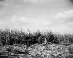 Harvesting Corn, Millgrove, ON