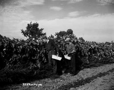 Unidentified Men Picking Grapes, Millgrove, ON