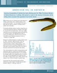 American eel in Ontario [2007]