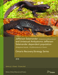 Recovery Strategy for the Jefferson Salamander (Ambystoma jeffersonianum) and Unisexual Ambystoma (Jefferson Salamander dependent population) (Ambystoma laterale - (2) jeffersonianum) in Ontario /Jessica Linton, Jennifer McCarter, Heather Fotherby [2018]