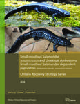 Small-mouthed Salamander (Ambystoma texanum) and Unisexual Ambystoma Small-mouthed Salamander dependent population (Ambystoma laterale - texanum) in Ontario /Thomas Hossie [2018]