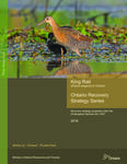 King Rail (Rallus elegans) in Ontario : Recovery strategy prepared under the Endangered Species Act, 2007 /Talena Kraus [2016]