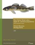 River Darter (Great Lakes -- Upper St. Lawrence populations) : (Percina shumardi) in Ontario /Nicholas E. Mandrak [2018]