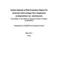 Ontario Species at Risk Evaluation Report for American Hart's-tongue Fern (Asplenium scolopendrium var. americanum) : Assessed by COSSARO as Special Concern /Committee on the Status of Species at Risk in Ontario (COSSARO) [2017]