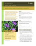 Western silvery aster (Symphyotrichum sericeum) : [fact sheet] [2008]
