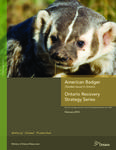 American Badger (Taxidea taxus) in Ontario /[prepared for the Ontario Ministry of Natural Resources by the Ontario American Badger Recovery Team] [2010]