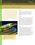 American Eel (Anguilla rostrata) : [fact sheet] [2010]