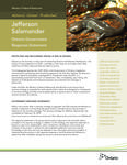 Jefferson Salamander : Ontario government response statement [2011]