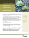 Wavy-rayed Lampmussel : Ontario government response statement [2011]