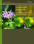Rusty-patched Bumble Bee : Ontario's draft government response statement [2012]