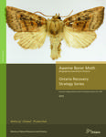 Aweme Borer Moth (Papaipema aweme) in Ontario /Judith Jones [2015]